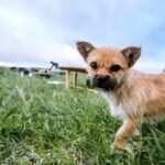 A homeless dog ran 100 km with a marathon runner across the Gobi Desert.