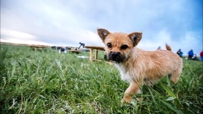 A homeless dog ran 100 km with a marathon runner across the Gobi Desert.