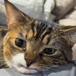 Precious vs. The Darkness: How a Toothless Cat Taught Me to Stop Fearing Imperfection