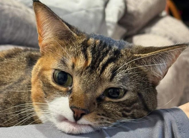 Precious vs. The Darkness: How a Toothless Cat Taught Me to Stop Fearing Imperfection