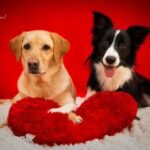 The ice cream was given to a small dog first, and when you find out the reason, you'll just burst out laughing...