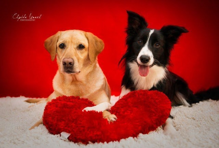 The ice cream was given to a small dog first, and when you find out the reason, you'll just burst out laughing...