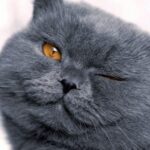 Apparently, the cat is definitely unhappy about something. Here's how he expresses his grievances...