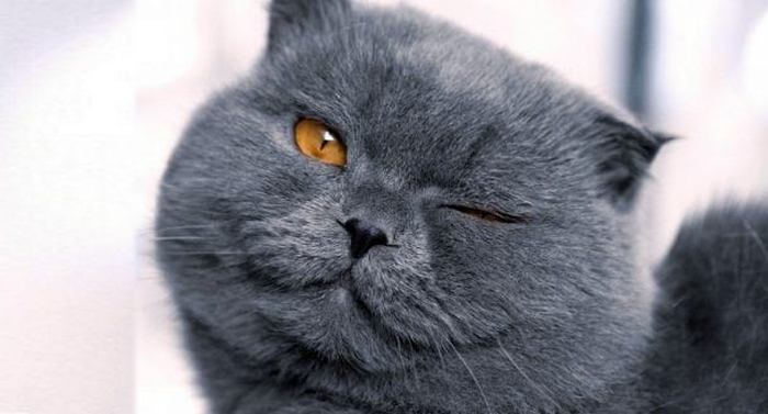 Apparently, the cat is definitely unhappy about something. Here's how he expresses his grievances...