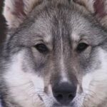 The whole area was wary of this bully, but the old husky was able to fight him off..