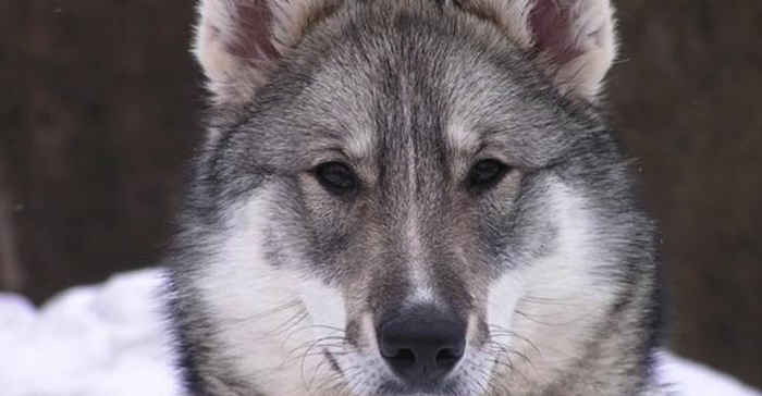 The whole area was wary of this bully, but the old husky was able to fight him off..