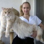 Maine Coons are simply adorable. Huge and very friendly beauties...