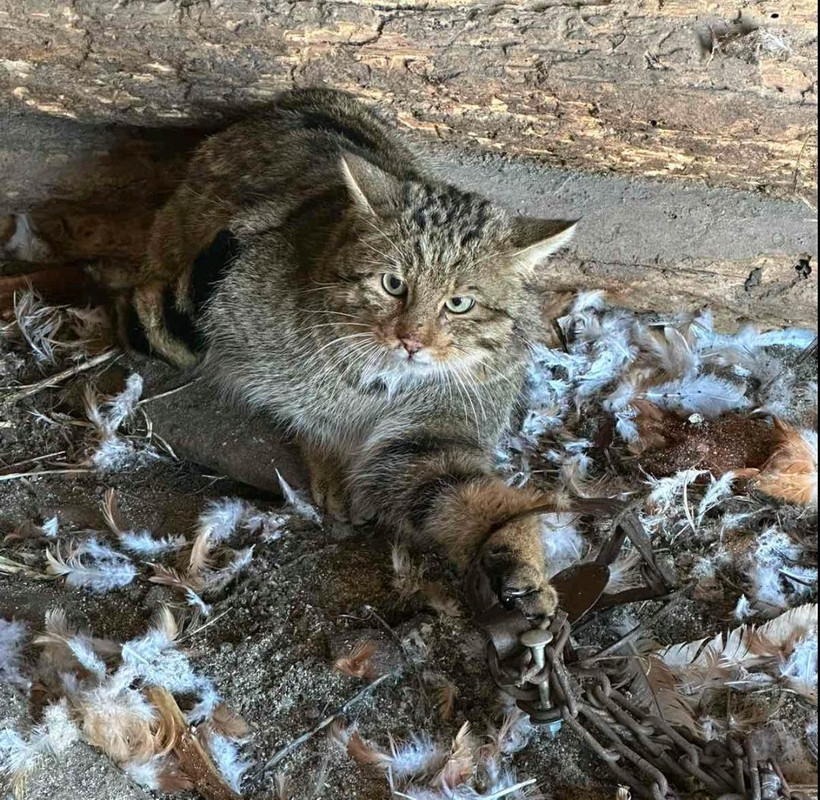 Villagers caught a miracle animal (possibly a wildcat) in a trap. An animal rights activist comments.