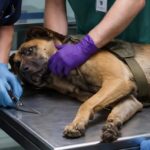 The injured service dog resisted the doctors until the end and would not let them remove his collar; but when they finally managed to cut it off, they saw something truly horrific underneath.