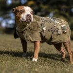 They used to make fun of a dirty stray dog… until one night, it forced the soldiers to wake up—and what happened next changed everything.