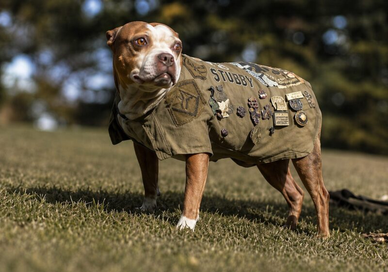 They used to make fun of a dirty stray dog… until one night, it forced the soldiers to wake up—and what happened next changed everything.