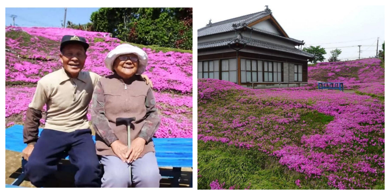 A man planted 1,000 flowers in front of his house for his wife.