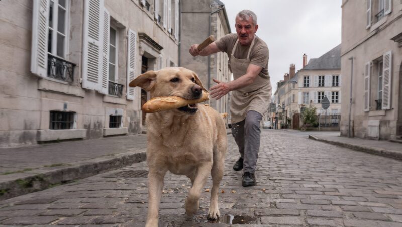 The stray dog ​​that "stole" bread every morning... until the truth broke everyone's hearts.